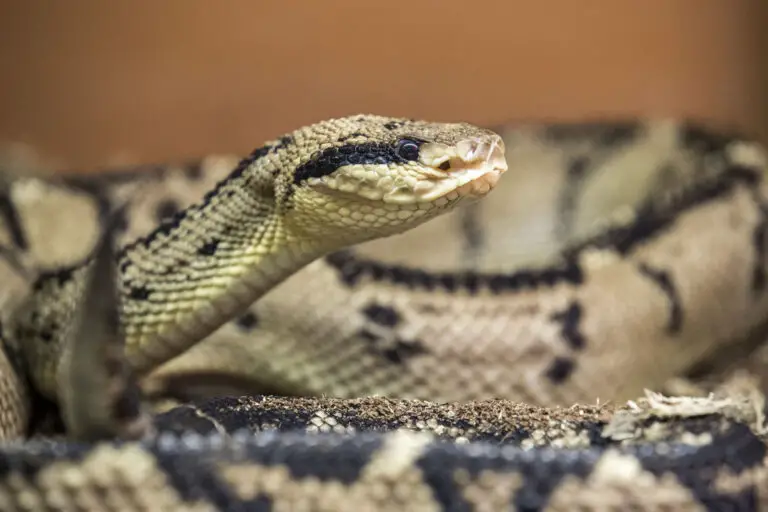 Costa Rica Protects the Native Viper Snake so Central America Does Not Run Out of Antidotes