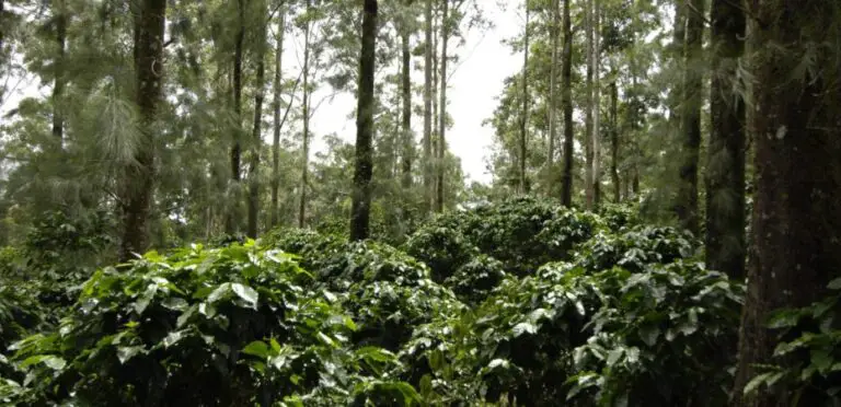 Costa Rican Exports Achieve “Low Deforestation Risk” Status, Key for Shipments to the European Union