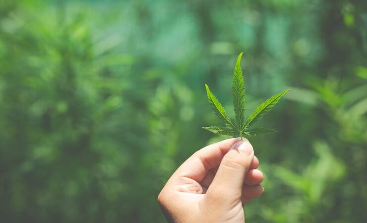 International Treaties Halt Attempts to Decriminalize Marijuana in Costa Rica