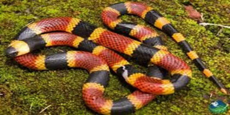 Get to Know the Diversity of Snake Species in Costa Rica
