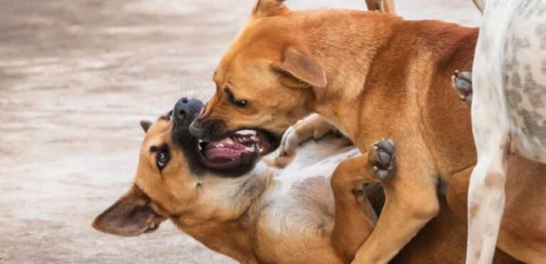 Dog Attack: How to React When This Happens? Is Civil or Criminal Action Possible in Costa Rica?