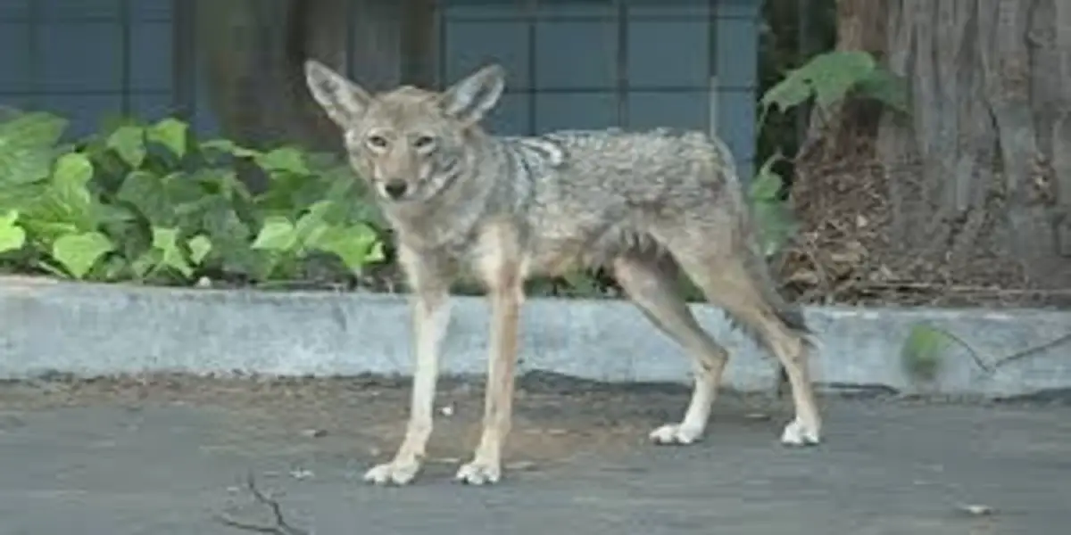 Costa Rican Experts Call for the Conservation of Coyotes Sighted in Urban Areas