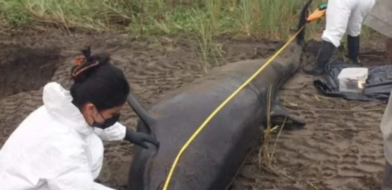 False Killer Whale Stranded in Parrita: First Necropsy of the Species in Costa Rica in 20 Years