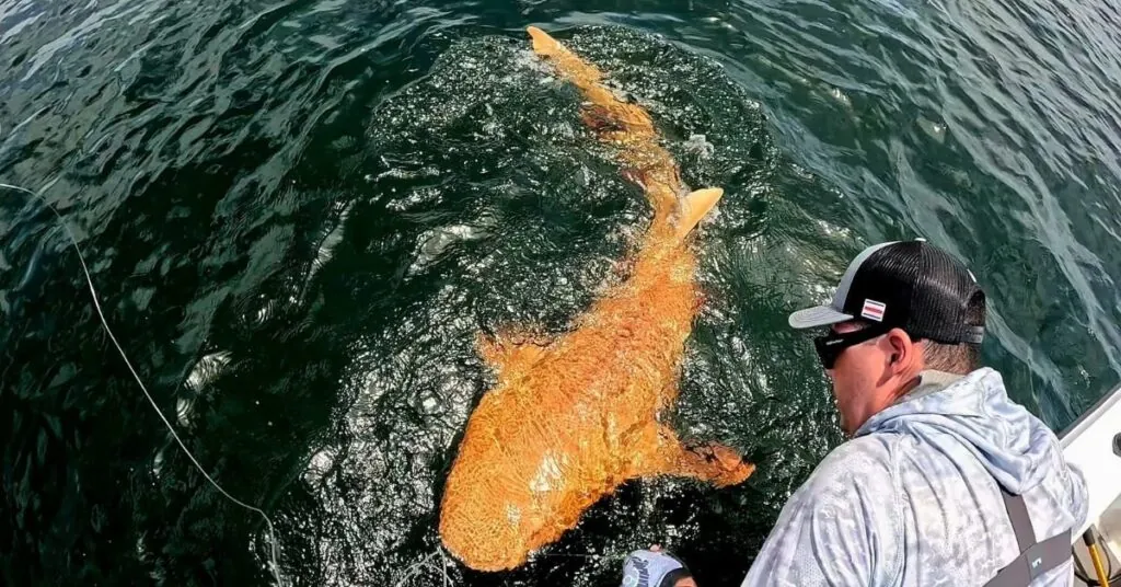 Orange Shark Surprises in Waters of the Costa Rican Caribbean
