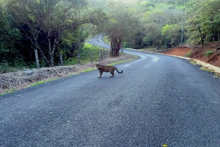 Is It Possible To Improve The Relationship between Felines and Livestock Farmers In Costa Rica? Key Facts about an Amazing Conservation Project