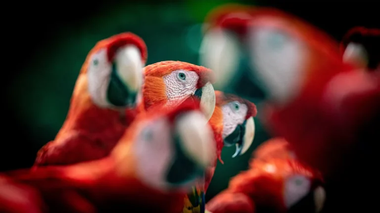 How Costa Rica Hosts Over 500,000 Wildlife Species—Despite Its Small Size