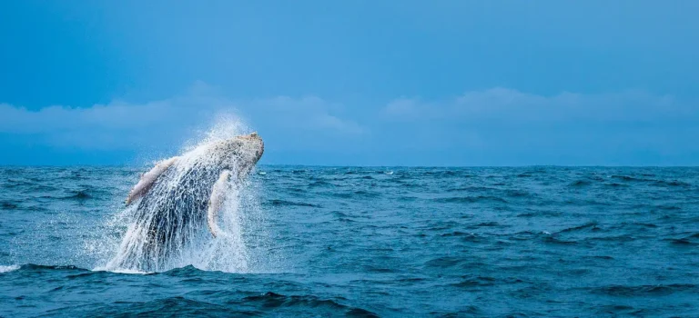 Whale Watching Season in Costa Rica: A Marine Spectacle Like No Other