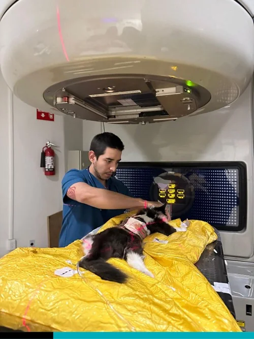 Cancer: The Silent Enemy of Dogs