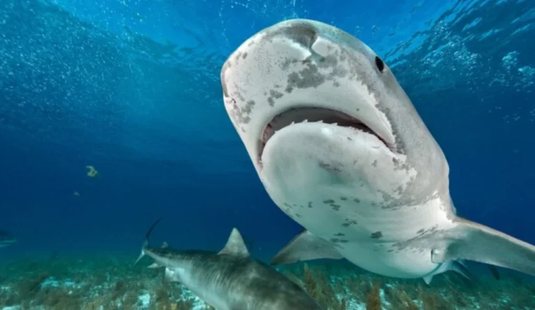 Avoiding Shark Attacks in the Beaches of Costa Rica: Common Sense Tips
