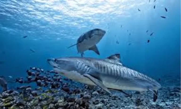 Shark Species Found in Costa Rican Waters