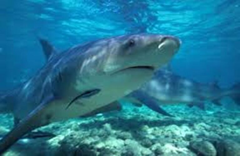 Are There Sharks in Costa Rican Waters?