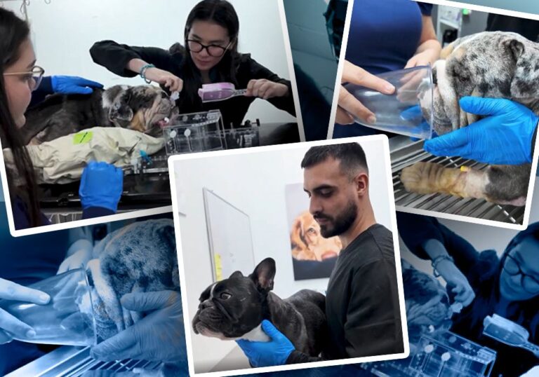 Dogs, Cats, and Even Wild Animals Can Now Receive Radiation Therapy and Chemotherapy to Fight Tumors