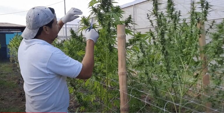 Companies Will Be Able To Apply Online For Permits for Hemp and Medical Cannabis