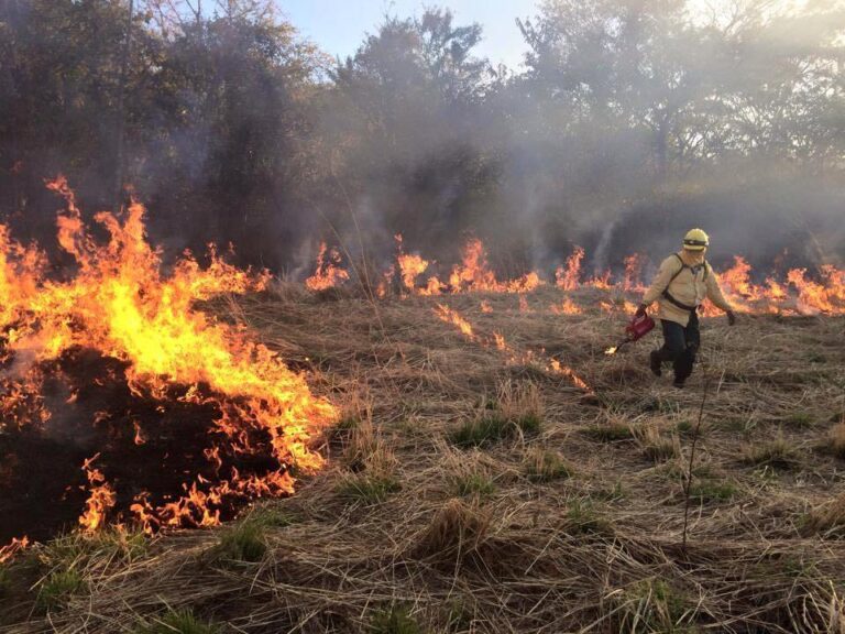 Anteater Flees Forest Fire: Costa Rica Has Already Recorded 100 Fires So Far in 2026