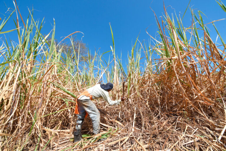 Government Declares Phytosanitary Emergency Due to Fungus in Sugarcane
