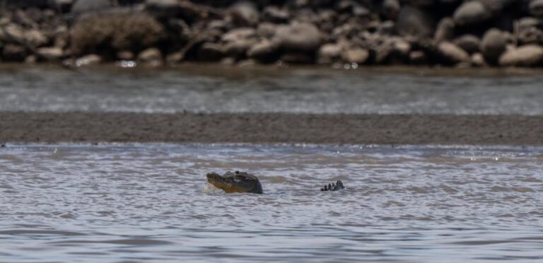 Crocodiles during Holy Week: 4 Tips for Avoiding Risks on Outings