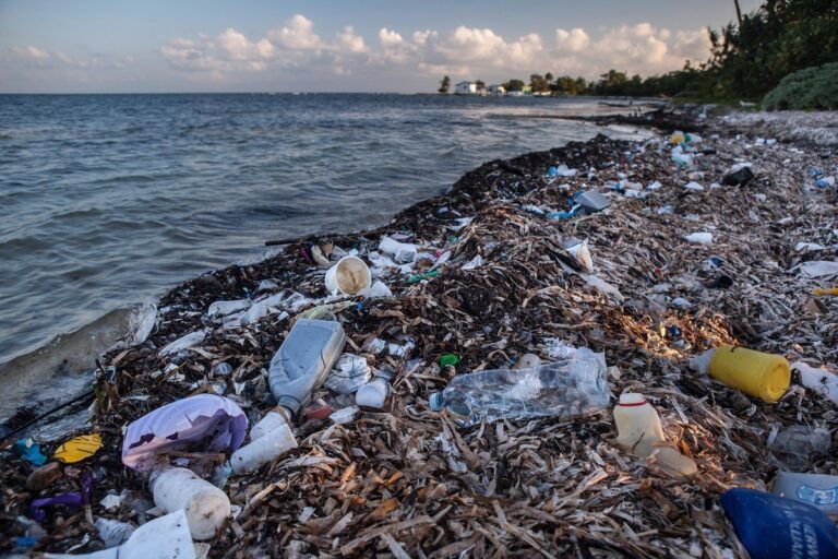 Destruction of Ecosystems Begins to Generate Financial Consequences for Large Companies