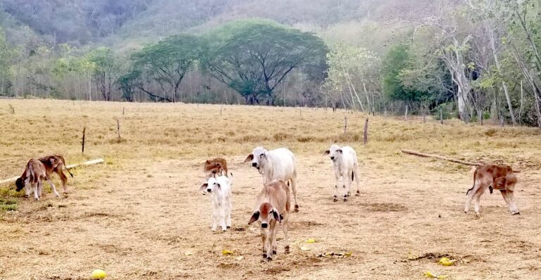 El Niño Is Coming To Costa Rica: NMI Forecasts Up To A 30% Drop in Rainfall and Rising Temperatures