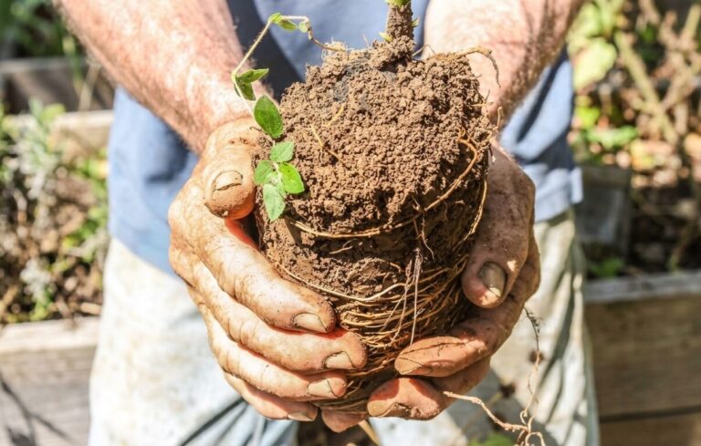 Beyond Planting: The Secret to Saving Costa Rica’s Rainforest