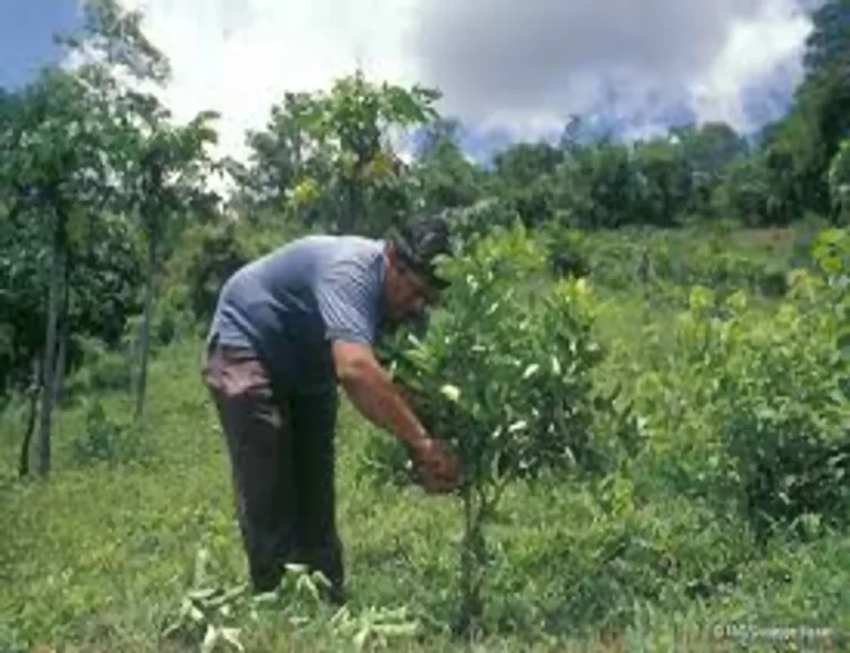 El Salvador Launches National Regenerative Agriculture Initiative with Market Focus.