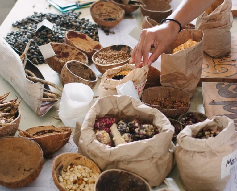 Guide to the Costa Rica Seed Festival 2026: 10 Years of Exchange, Community, and the Future
