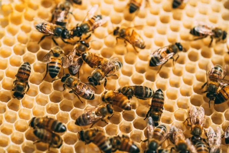 Costa Rica: Guanacaste Drives Bee Genetics Lab to Combat Climate Change