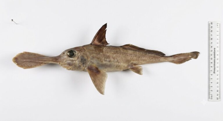 Scientists Discover New “Ghost Shark” Species in Costa Rica’s Deep Waters