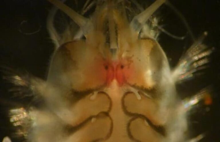 New Species of Marine Worm Discovered In Costa Rica: It Had Never Been Recorded By Science