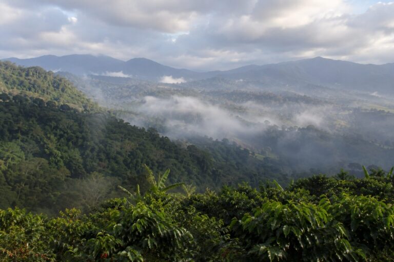 Scenic view of Heredia, Costa Rica, featuring lush coffee plantations, misty cloud forests, rolling green hills, and mountain landscapes at sunrise.