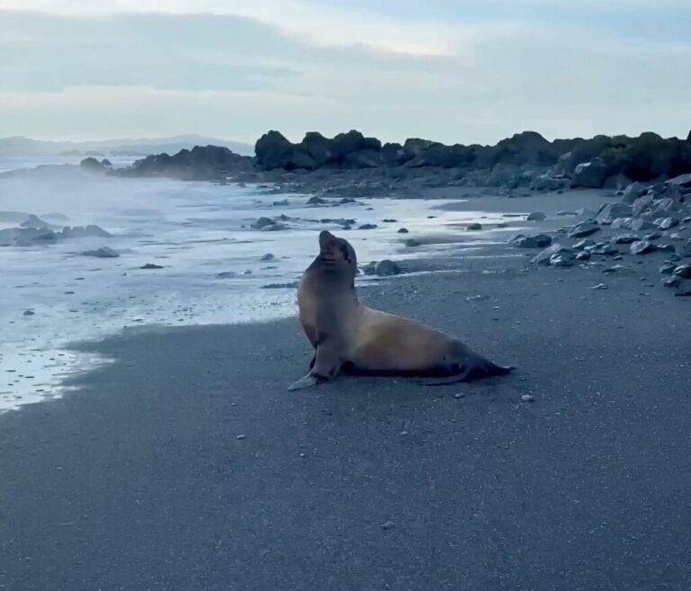 Sea Lion Surprises on the Pacific Coast: SINAC Monitors Unusual Sightings
