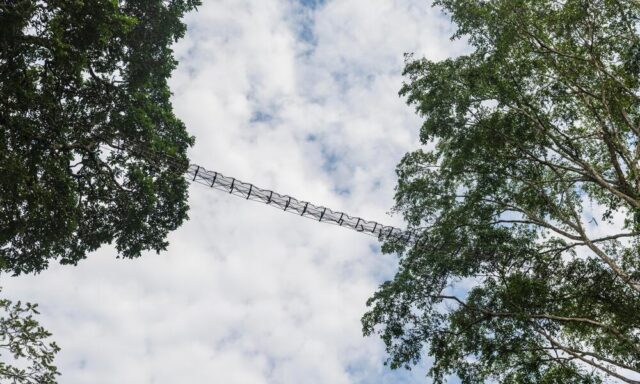 Rope Bridges Installed to Reduce Wildlife Runovers on Stretch Between Dominical and Uvita