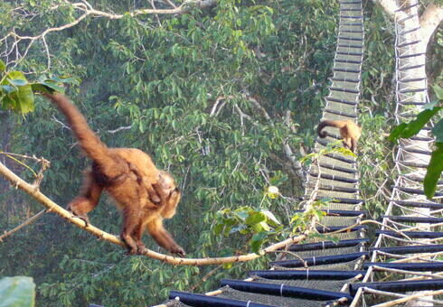 Rope Bridges Installed to Reduce Wildlife Runovers on Stretch Between Dominical and Uvita