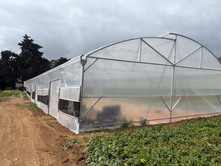 Costa Rica Invests ¢20M in Cartago Onion Drying Infrastructure
