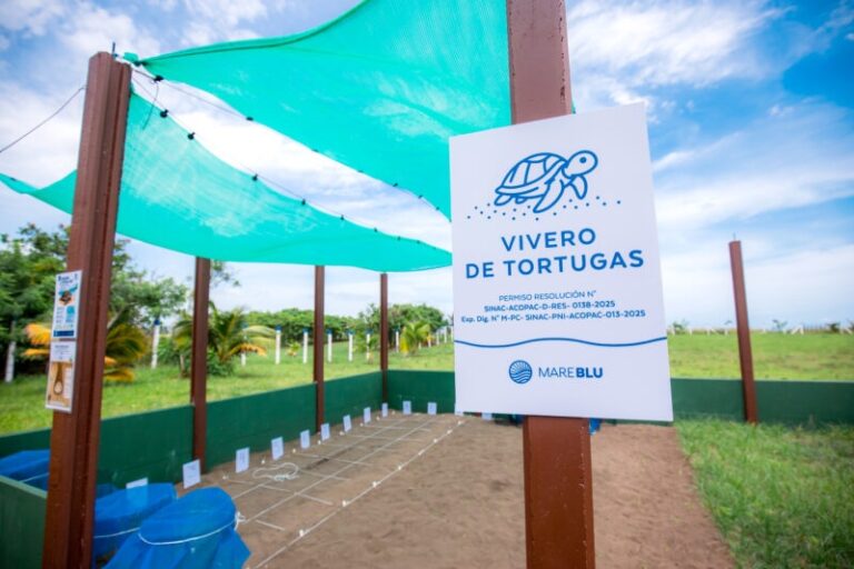 Volunteers and MareBlu Foundation team cleaning plastic waste at Guacalillo Beach in Puntarenas Costa Rica